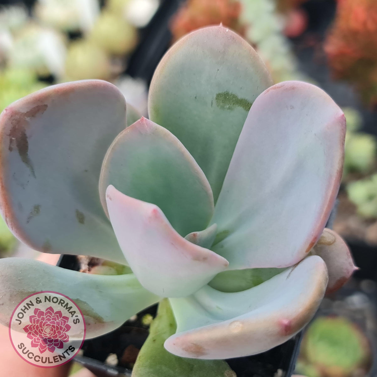 Pachyveria Chunky