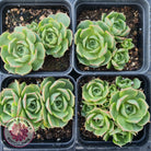 Echeveria longisima (Round Leaf form)