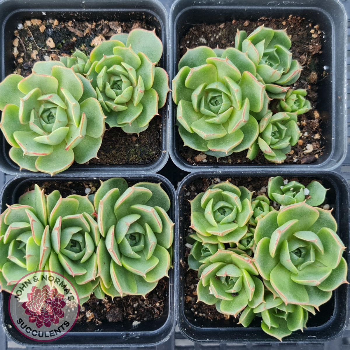 Echeveria longisima (Round Leaf form)
