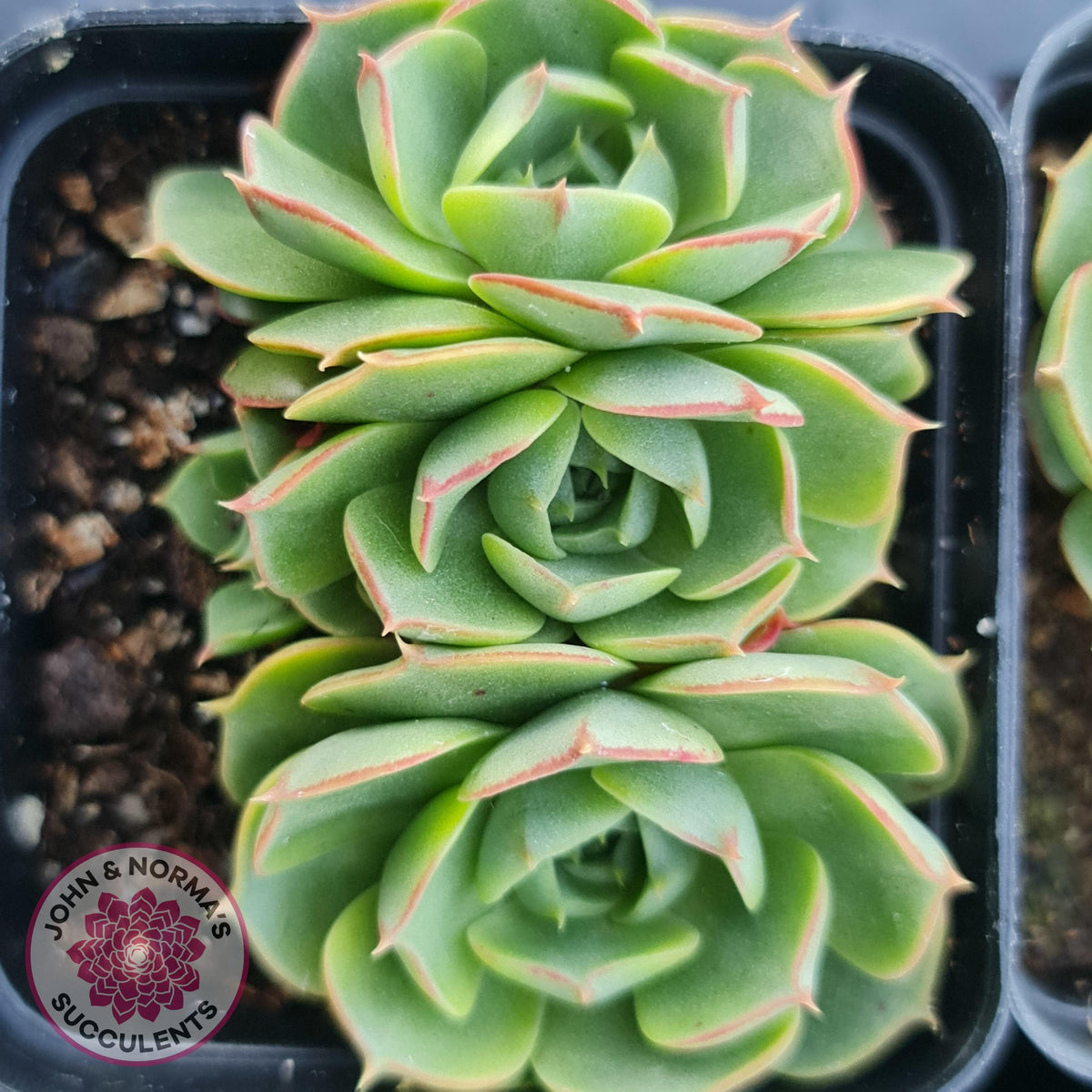 Echeveria longisima (Round Leaf form)