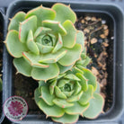 Echeveria longisima (Round Leaf form)