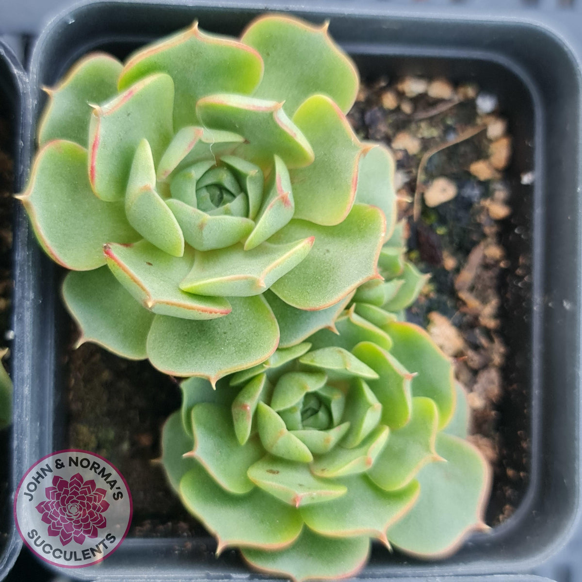 Echeveria longisima (Round Leaf form)