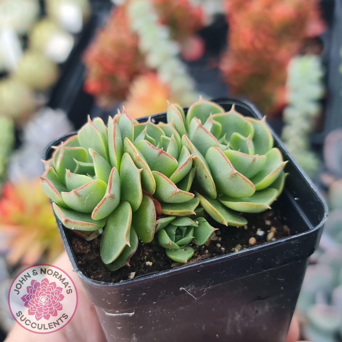Echeveria longisima (Round Leaf form)