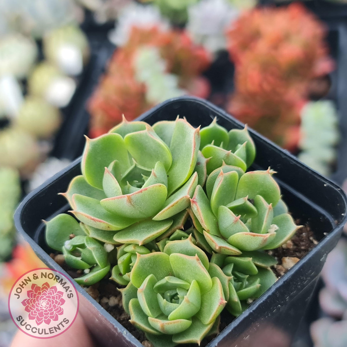 Echeveria longisima (Round Leaf form)