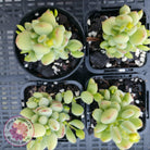 Cotyledon pendens