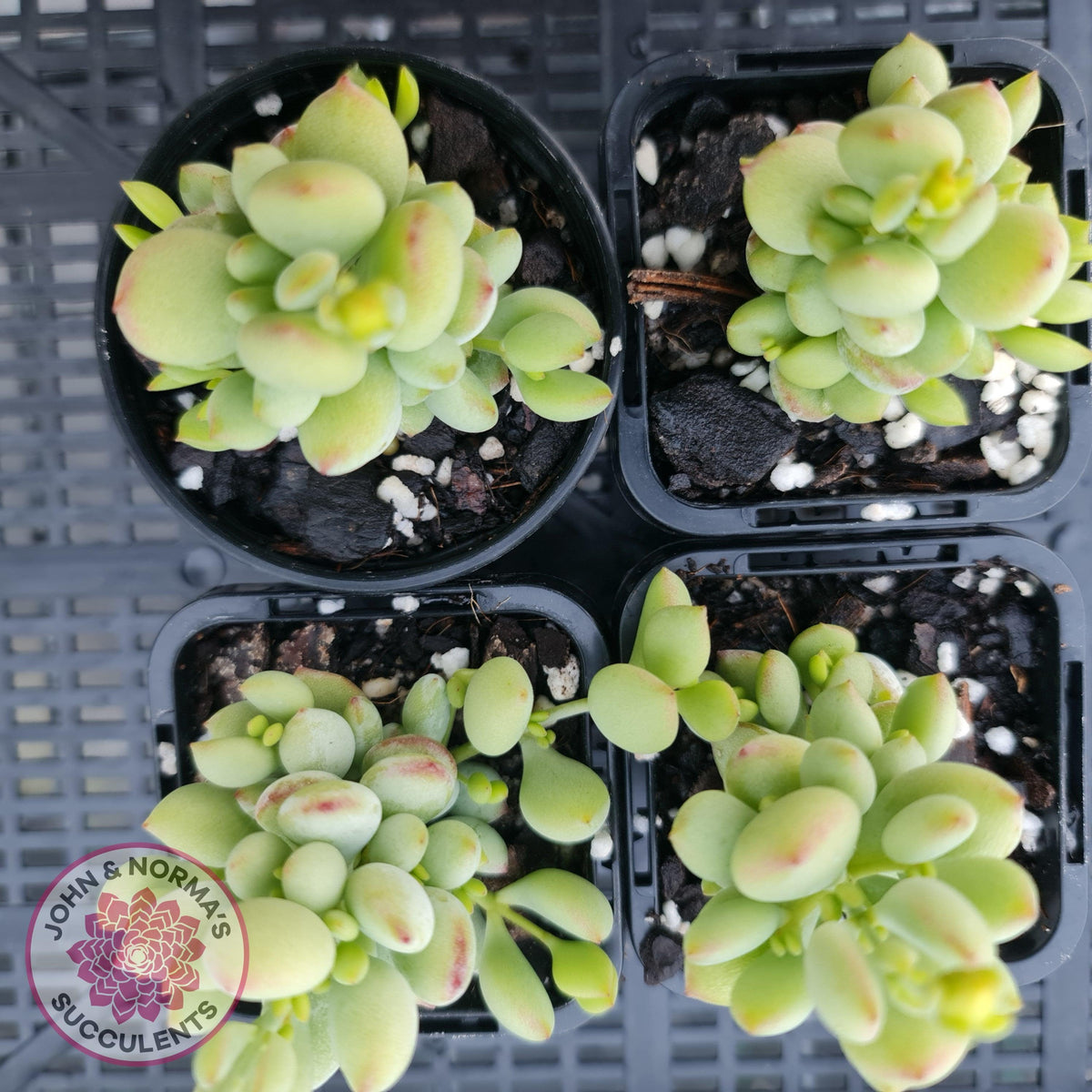 Cotyledon pendens