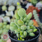 Cotyledon pendens
