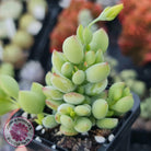 Cotyledon pendens