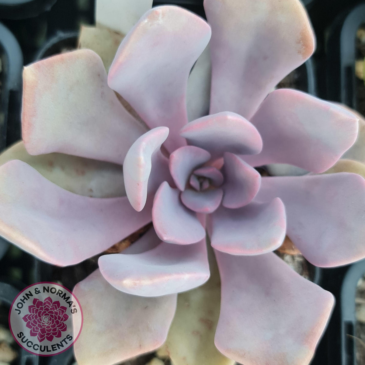 Graptoveria 'Debbie'