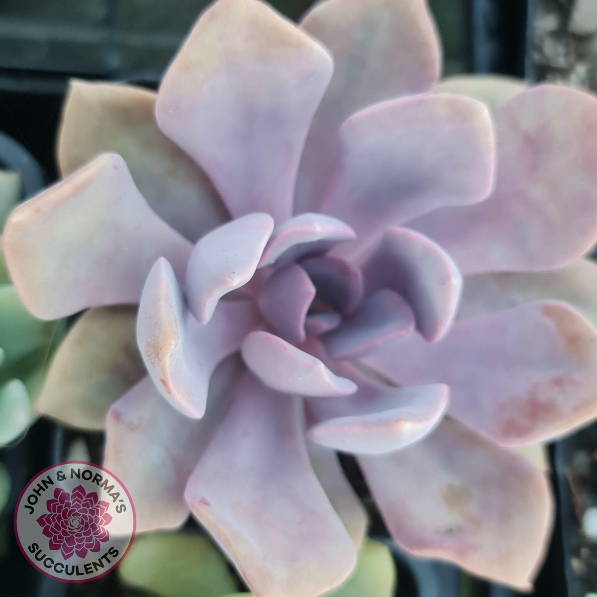 Graptoveria 'Debbie'