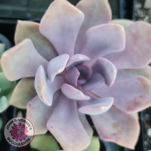 Load image into Gallery viewer, Graptoveria Debbie - John &amp; Norma&#39;s Succulents
