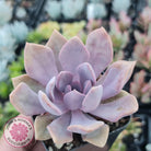 Graptoveria 'Debbie'