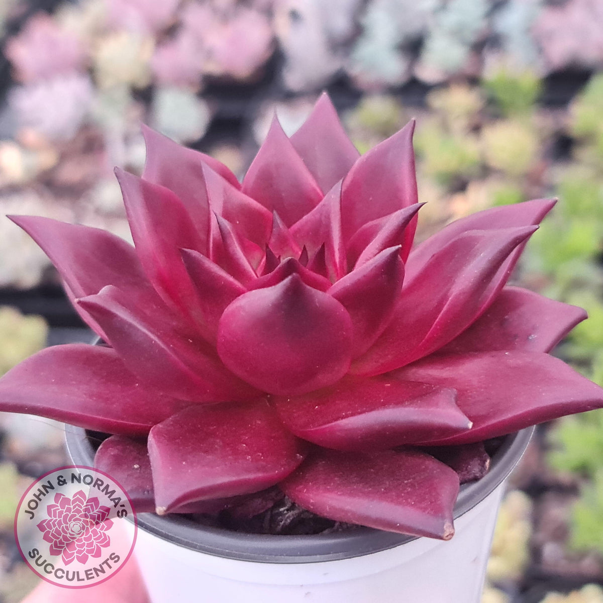 Echeveria agavoides 'Romeo Rubin' - Large