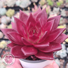 Load image into Gallery viewer, Echeveria Agavoides Romeo Rubin - Large - John &amp; Norma&#39;s Succulents
