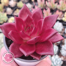 Load image into Gallery viewer, Echeveria Agavoides Romeo Rubin - Large - John &amp; Norma&#39;s Succulents
