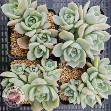 Load image into Gallery viewer, Graptoveria Titubans - John &amp; Norma&#39;s Succulents
