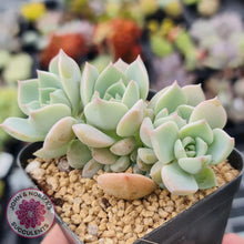 Load image into Gallery viewer, Graptoveria Titubans - John &amp; Norma&#39;s Succulents
