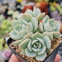 Load image into Gallery viewer, Graptoveria Titubans - John &amp; Norma&#39;s Succulents
