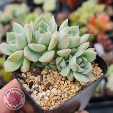 Load image into Gallery viewer, Graptoveria Titubans - John &amp; Norma&#39;s Succulents
