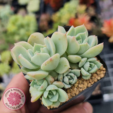 Load image into Gallery viewer, Graptoveria Titubans - John &amp; Norma&#39;s Succulents
