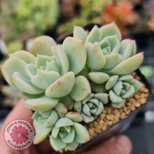 Load image into Gallery viewer, Graptoveria Titubans - John &amp; Norma&#39;s Succulents
