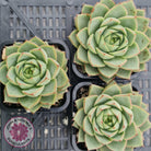 Echeveria purpusorum - Grey Form