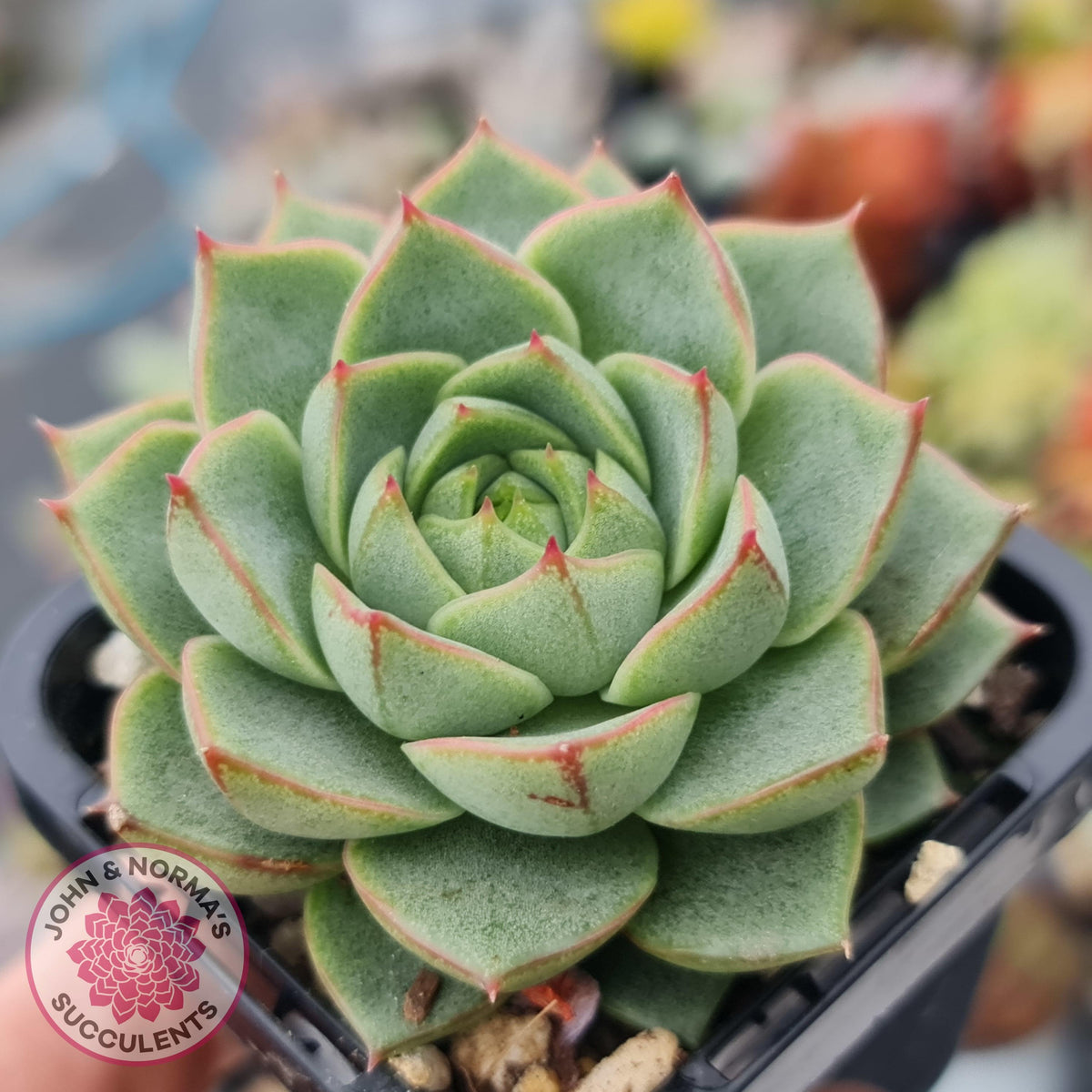 Echeveria purpusorum - Grey Form