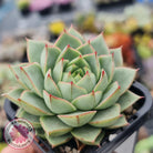 Echeveria purpusorum - Grey Form