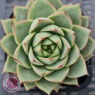 Echeveria purpusorum - Grey Form