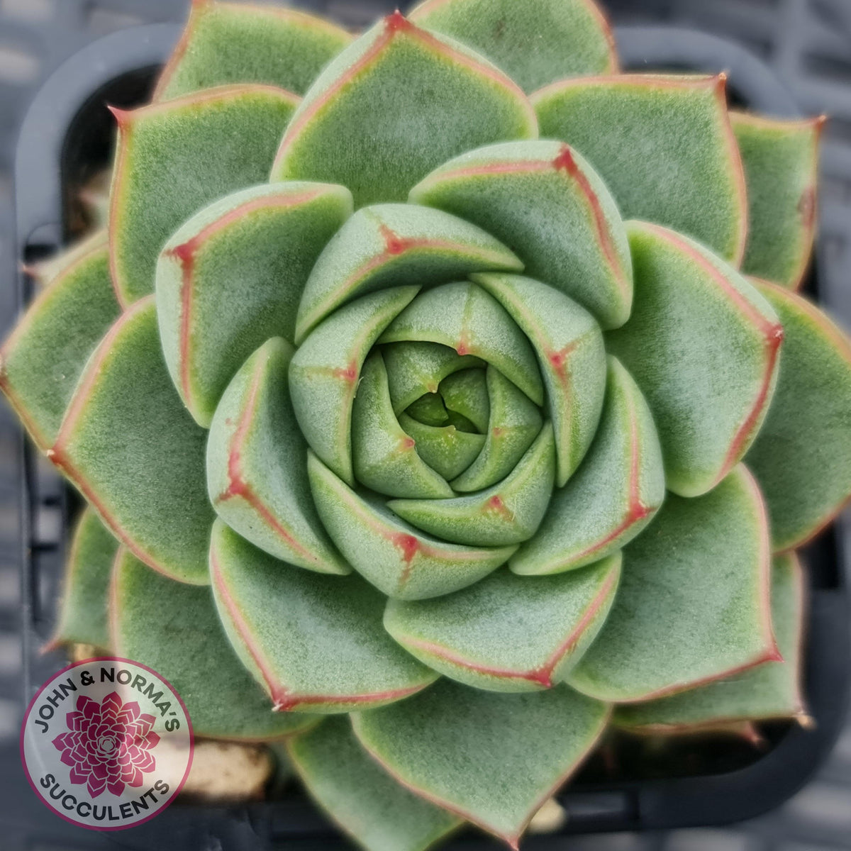 Echeveria purpusorum - Grey Form