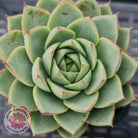 Echeveria purpusorum - Grey Form