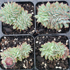 Echeveria Moon Gadnis Crest