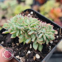 Load image into Gallery viewer, Echeveria Moon Gadnis Crest - John &amp; Norma&#39;s Succulents
