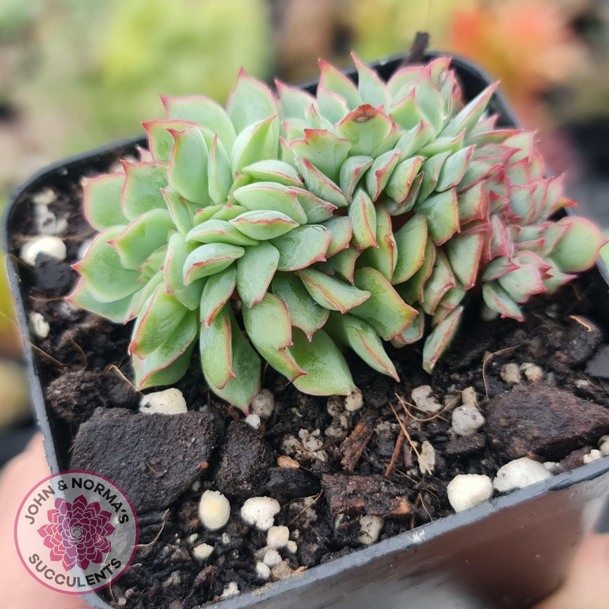 Echeveria Moon Gadnis Crest