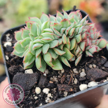 Load image into Gallery viewer, Echeveria Moon Gadnis Crest - John &amp; Norma&#39;s Succulents
