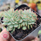 Echeveria Moon Gadnis Crest