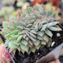 Load image into Gallery viewer, Echeveria Moon Gadnis Crest - John &amp; Norma&#39;s Succulents
