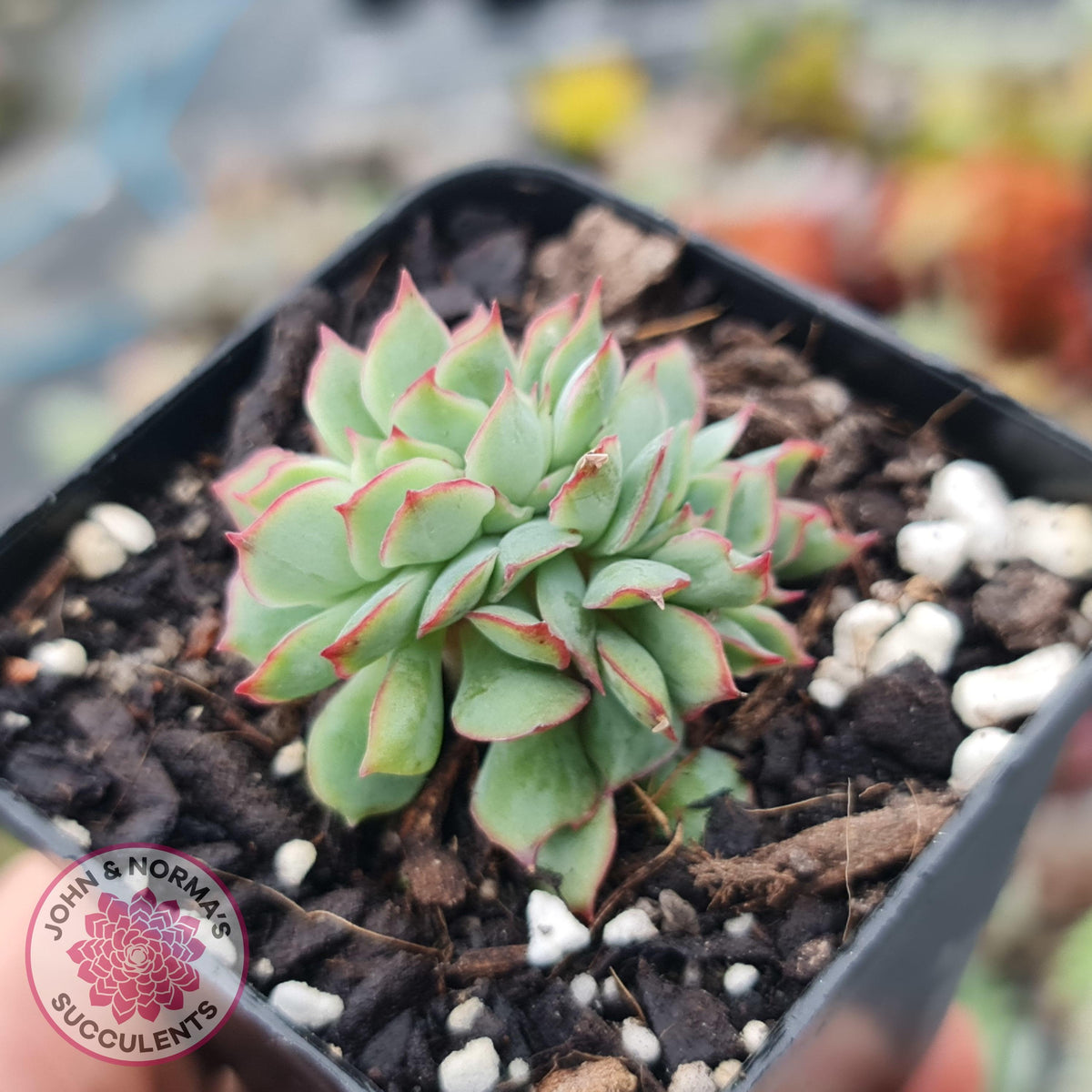 Echeveria Moon Gadnis Crest