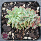 Echeveria Moon Gadnis Crest
