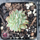 Echeveria Moon Gadnis Crest