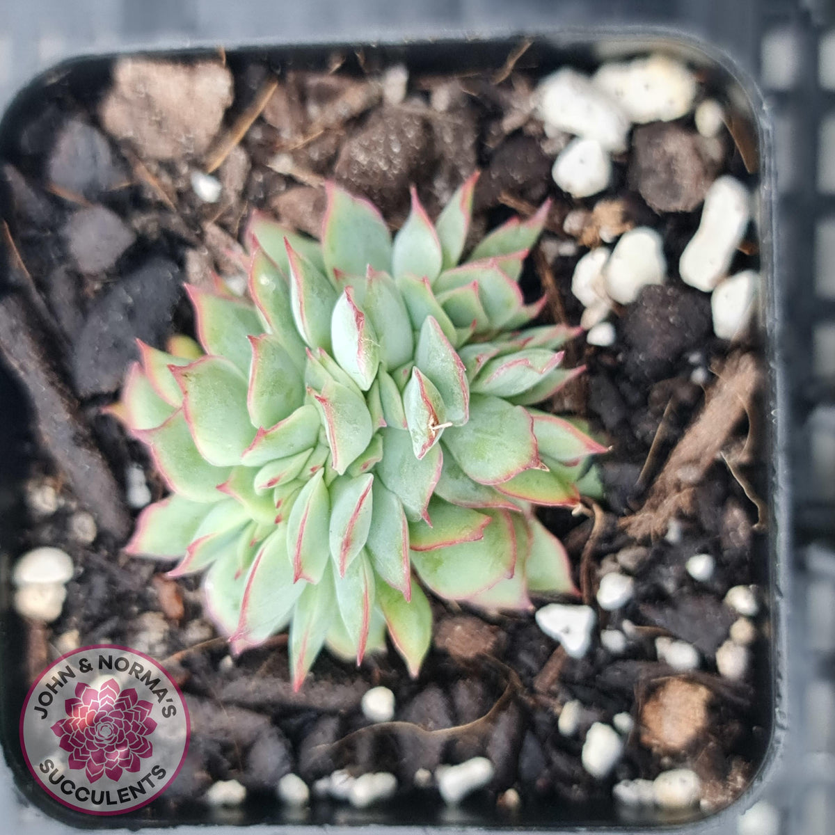 Echeveria Moon Gadnis Crest