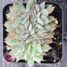 Echeveria Moon Gadnis Crest
