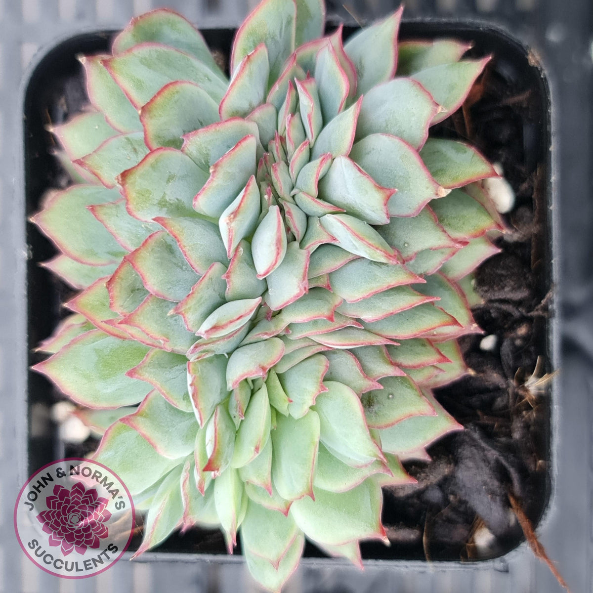 Echeveria Moon Gadnis Crest