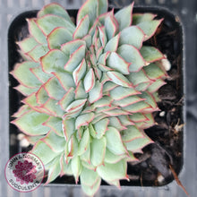 Load image into Gallery viewer, Echeveria Moon Gadnis Crest - John &amp; Norma&#39;s Succulents
