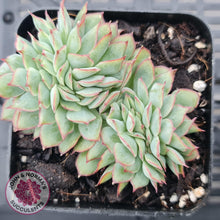 Load image into Gallery viewer, Echeveria Moon Gadnis Crest - John &amp; Norma&#39;s Succulents
