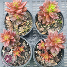 Sedeveria 'Jet Beads'