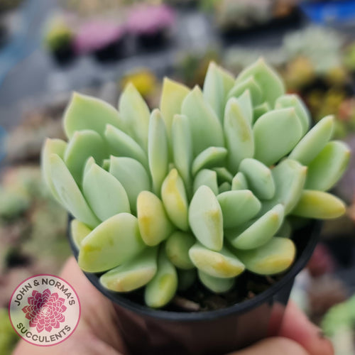 Pachyveria 'Moonglow' - Multi Heads - John & Norma's Succulents