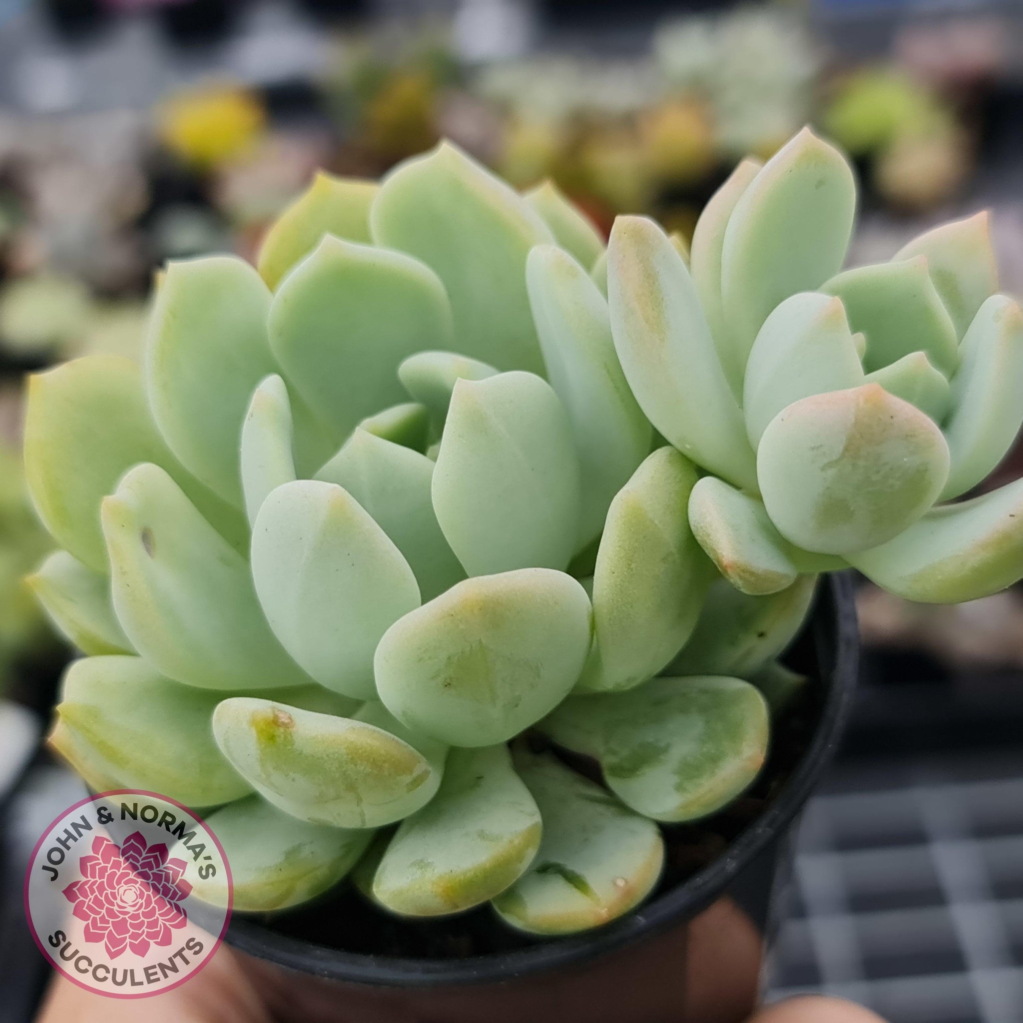 Pachyveria 'Moonglow' | John & Norma's Succulents – John & Norma's ...