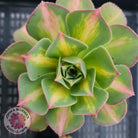 Aeonium Moonburst