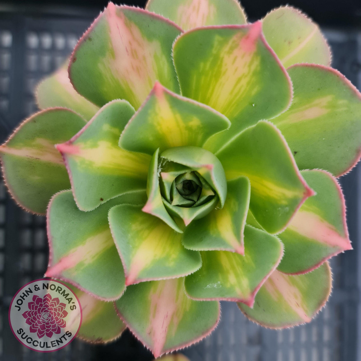Aeonium Moonburst